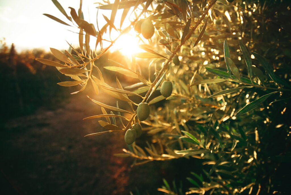 Sunlight filtering through an olive tree with unripe green olives on the branch in a Mediterranean grove