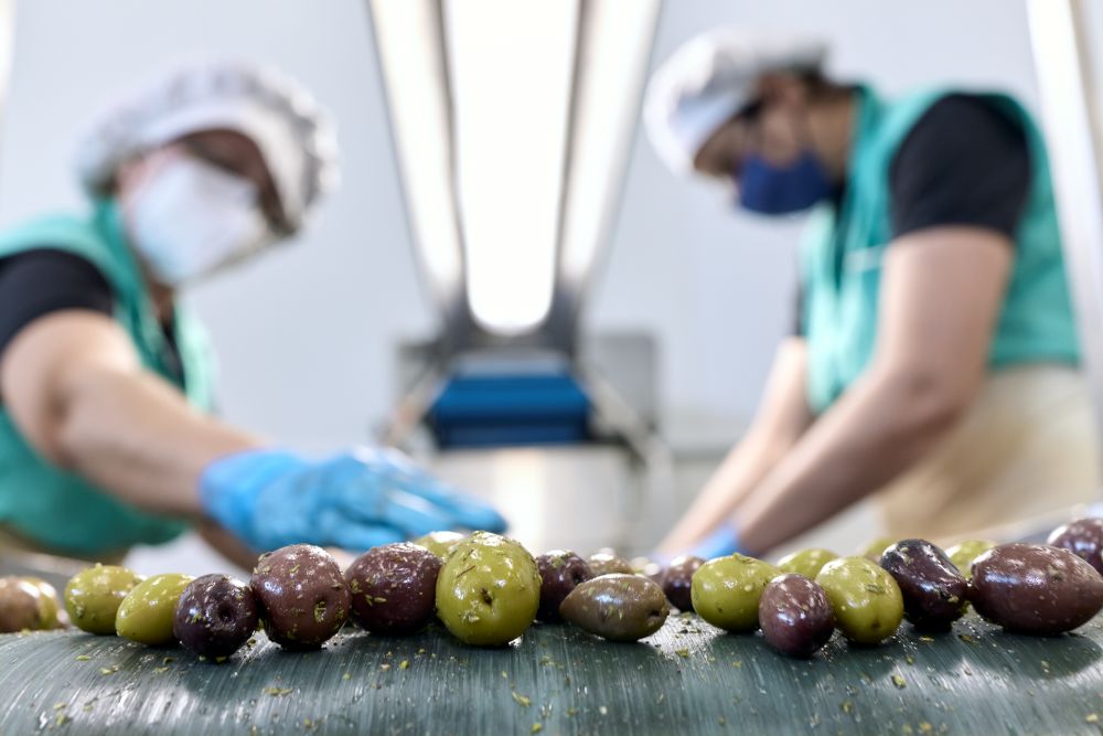 Greek olives undergoing quality control inspection in Mediterranean food production facility