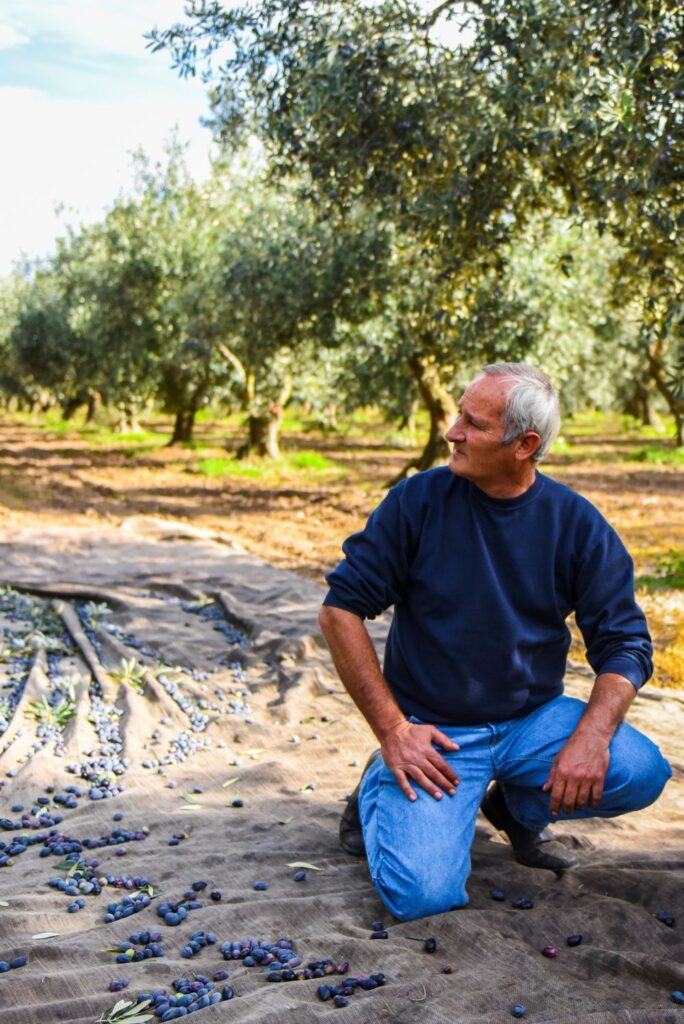 Greek olive grower during harvest in a traditional olive grove